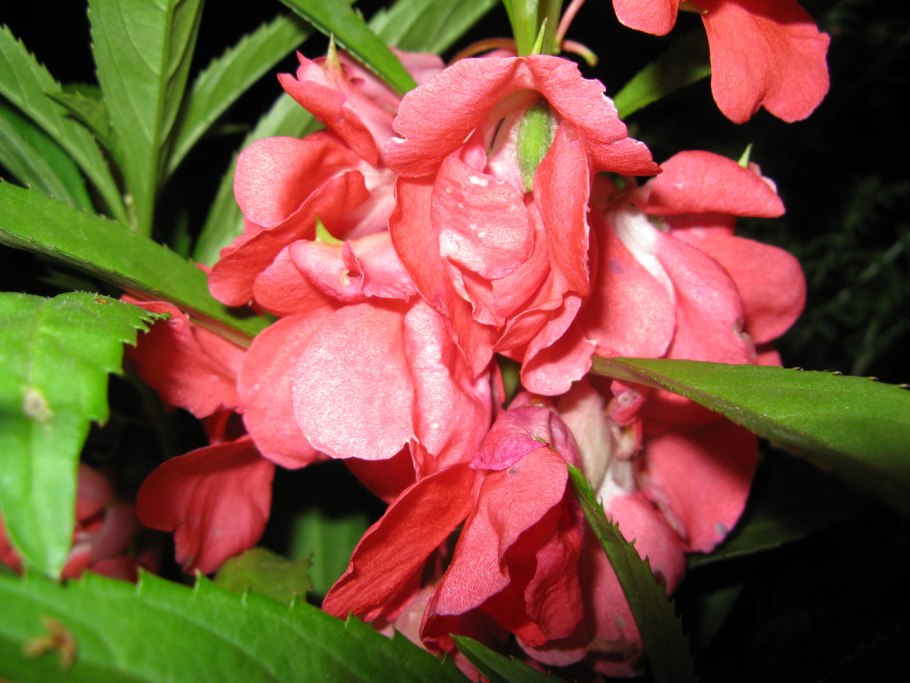 Бальзамин садовый