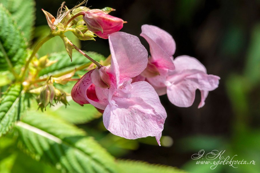 Недотрога (Impatiens glandulifera)