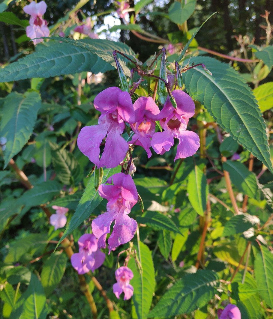 Бальзамин недотрога дикий