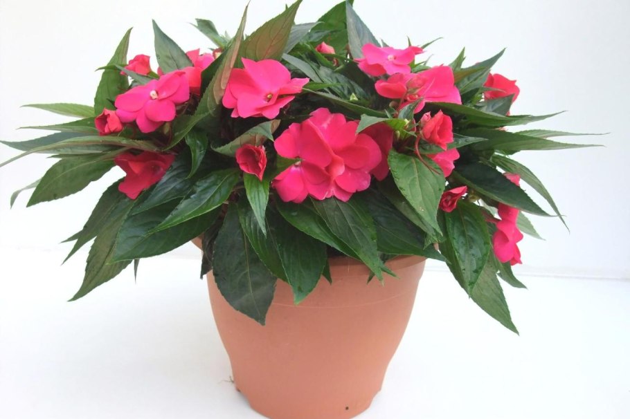 Бальзамин комнатное растение