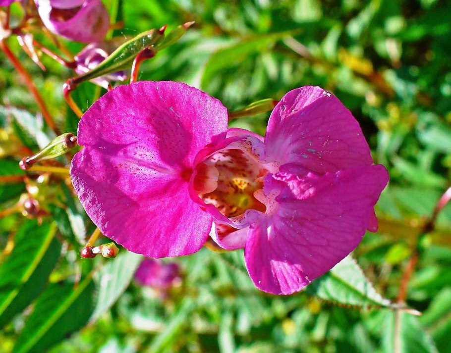 Бальзамин железконосный