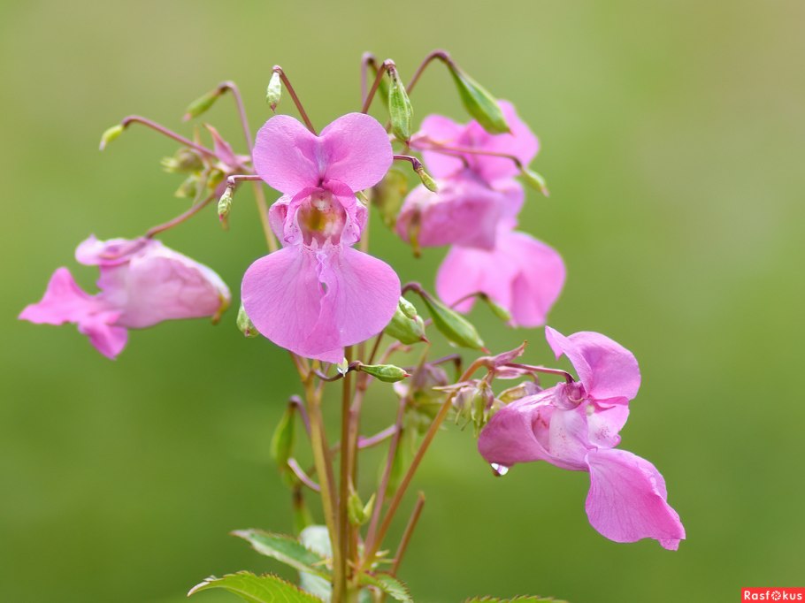 Бальзамин Лесной