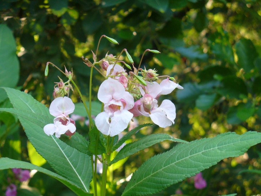 Цветок бальзамин железконосный
