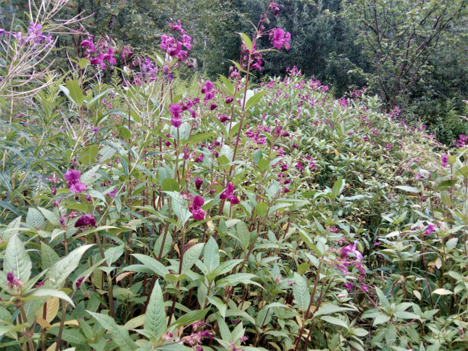 Бальзамин садовый недотрога