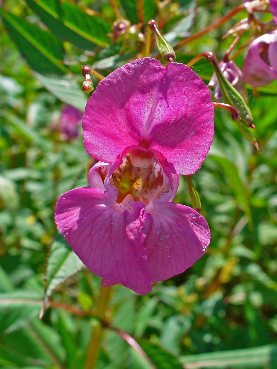 Impatiens glandulifera – бальзамин