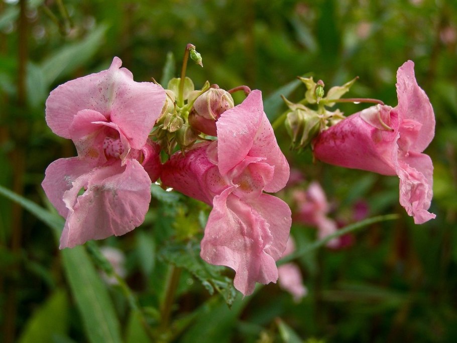 Impatiens glandulifera бальзамин