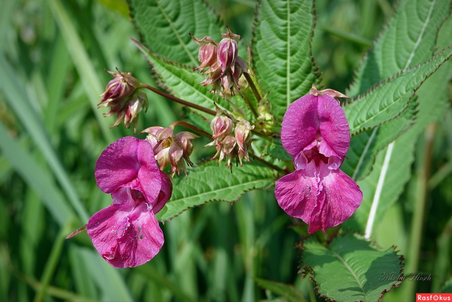 Недотрога бальзамин лесной