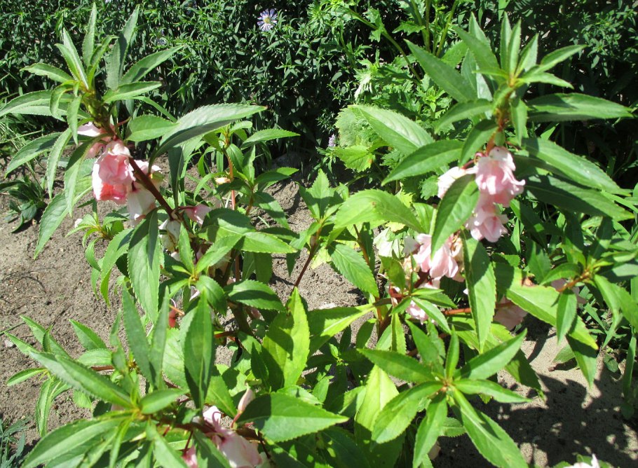 Бальзамин садовый однолетник