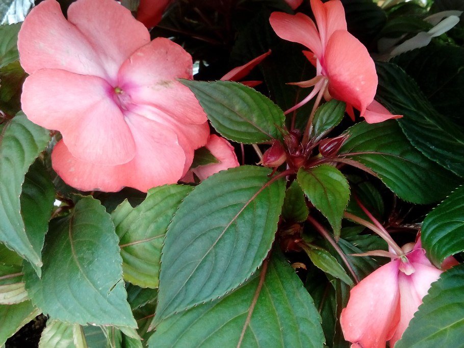 Новогвинейский бальзамин