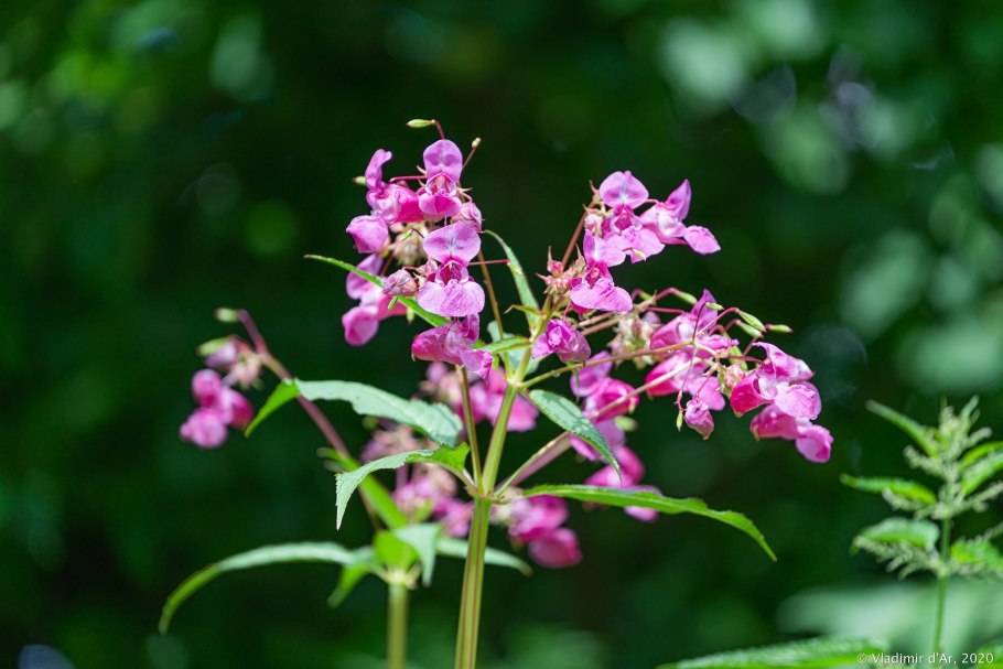 Недотрога бальзаминовая цветок