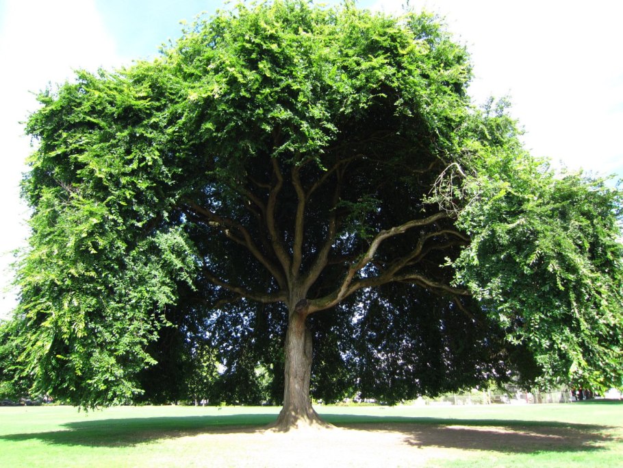 Карагач дерево