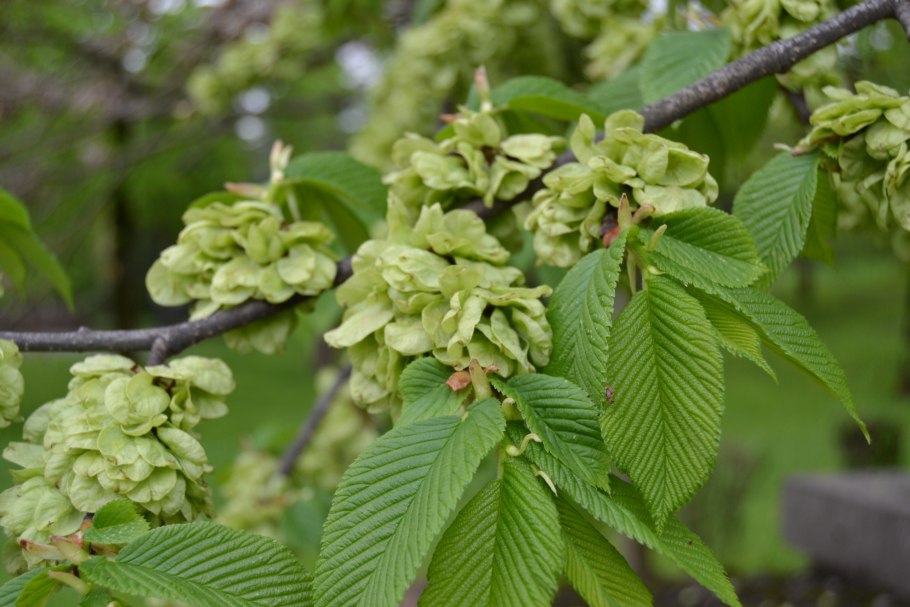 Вяз шершавый (Ulmus glabra)