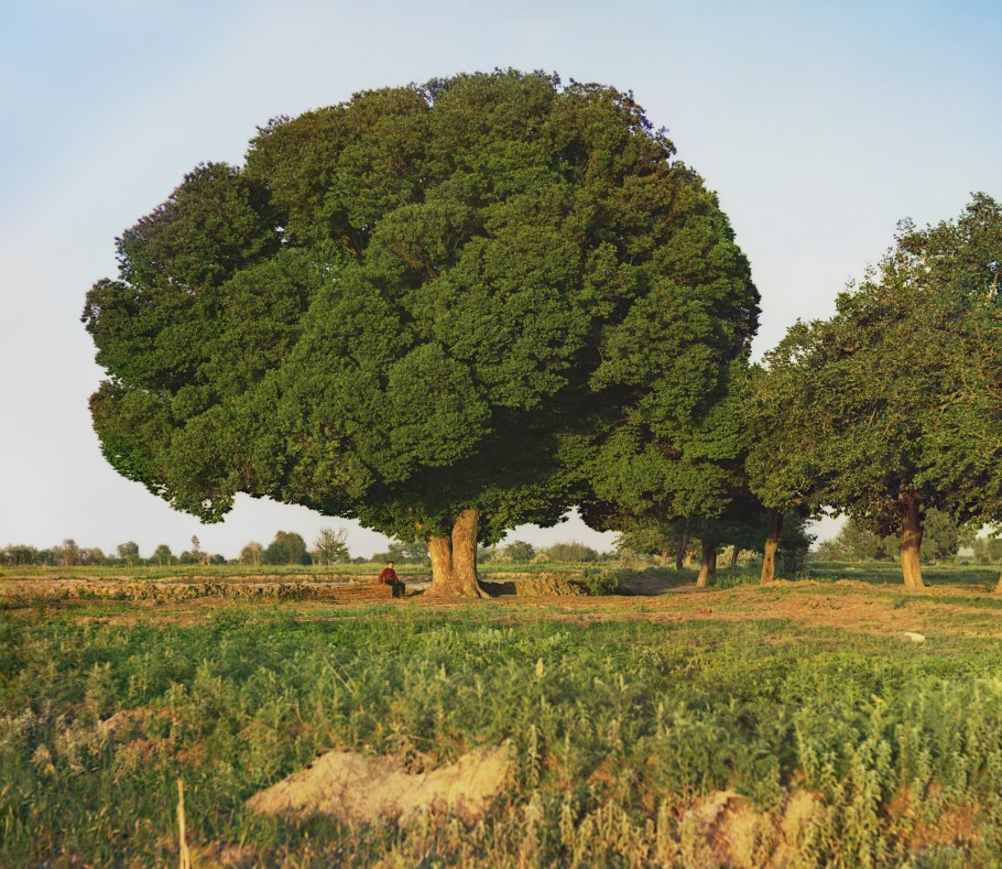 Вяз Андросова