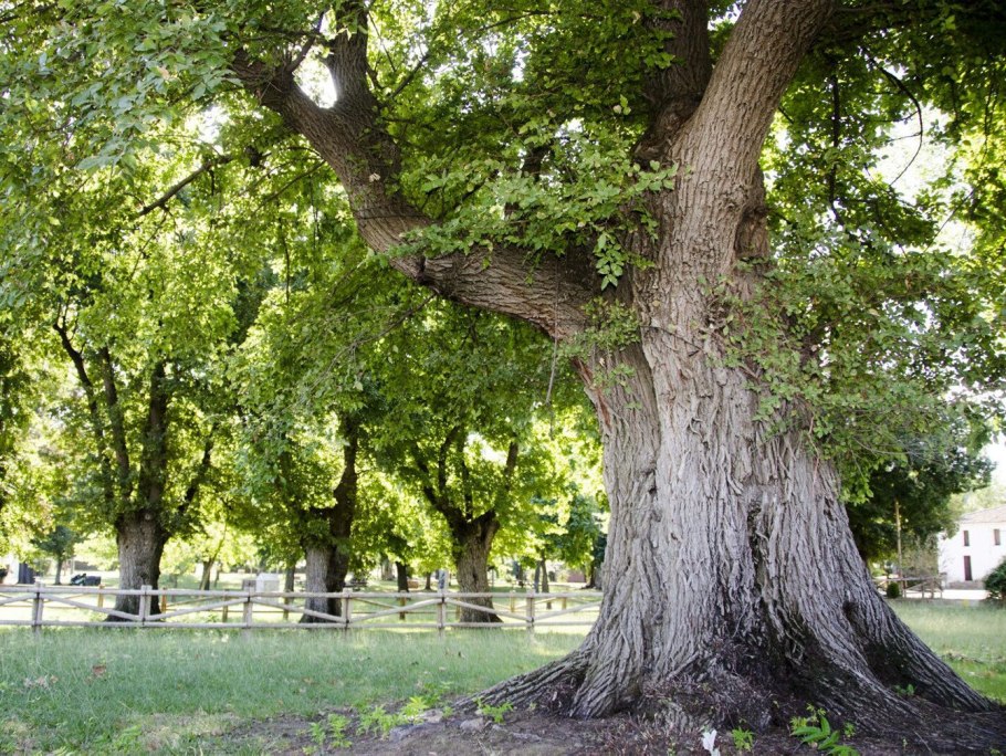 Ильм вяз дерево