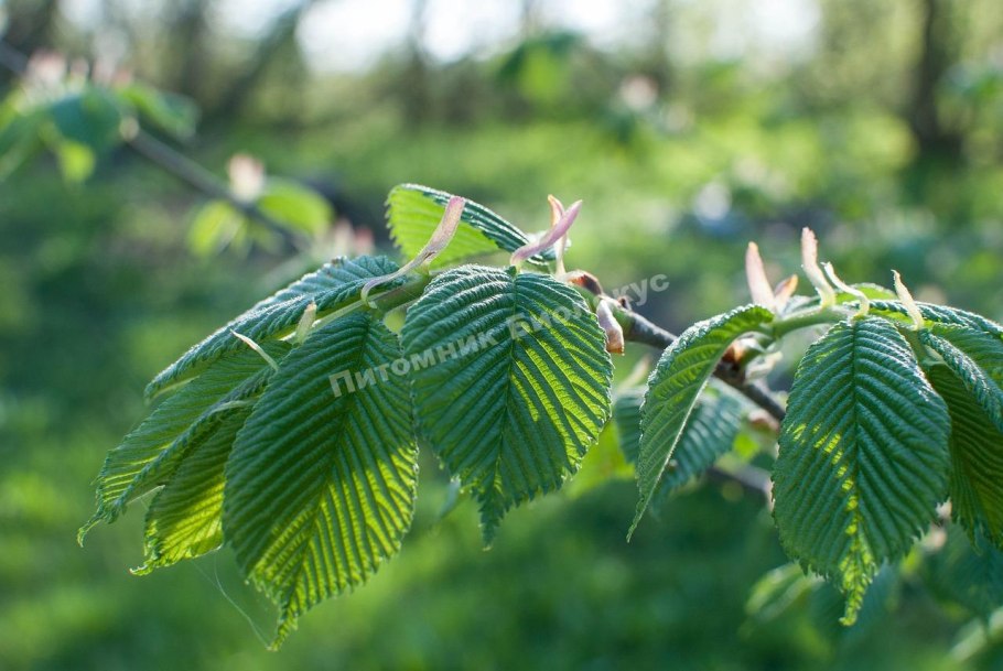 Вяз карагач