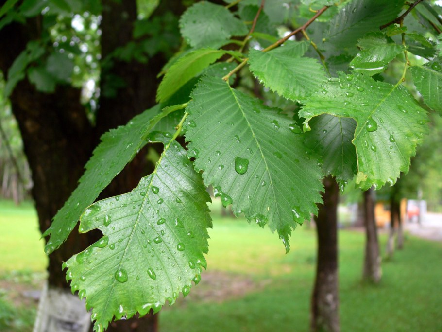 Ulmus laevis