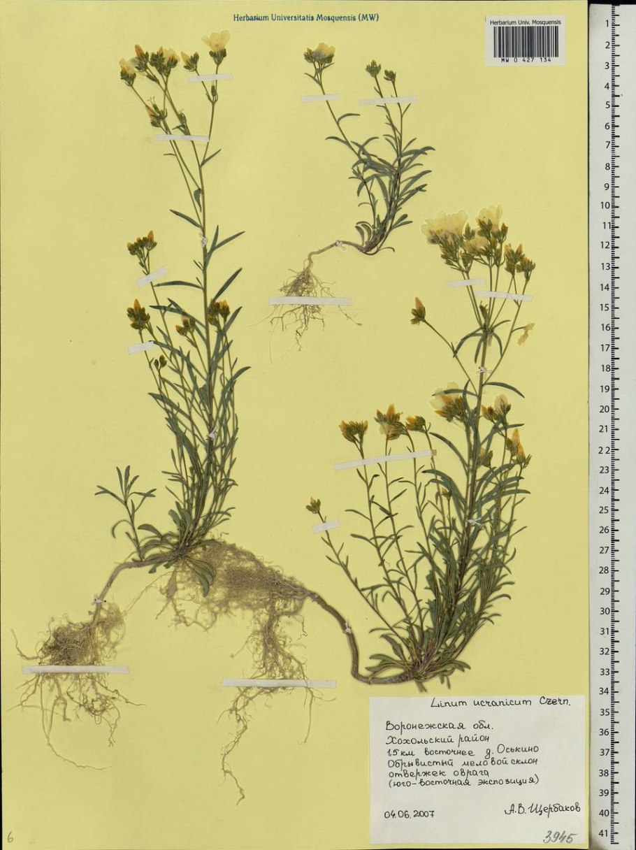 Лютик голубой полевой