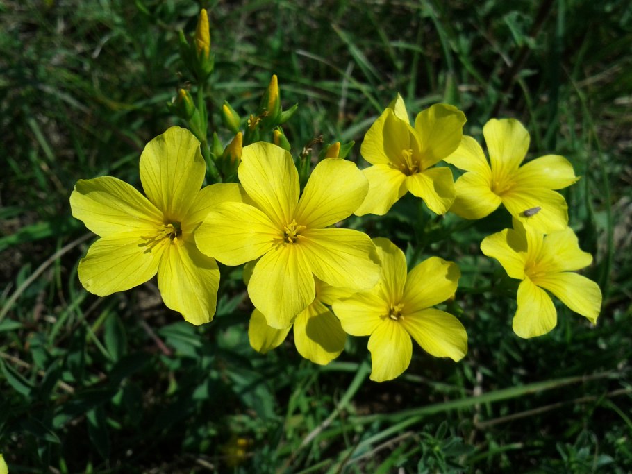 Linum flavum