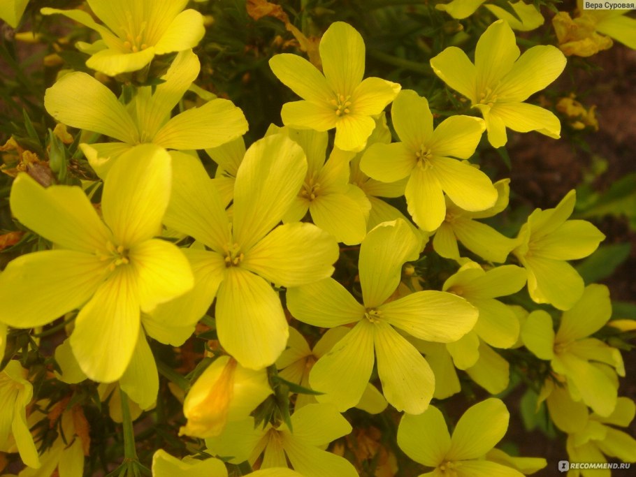 Лен желтый многолетний Солнечный зайчик