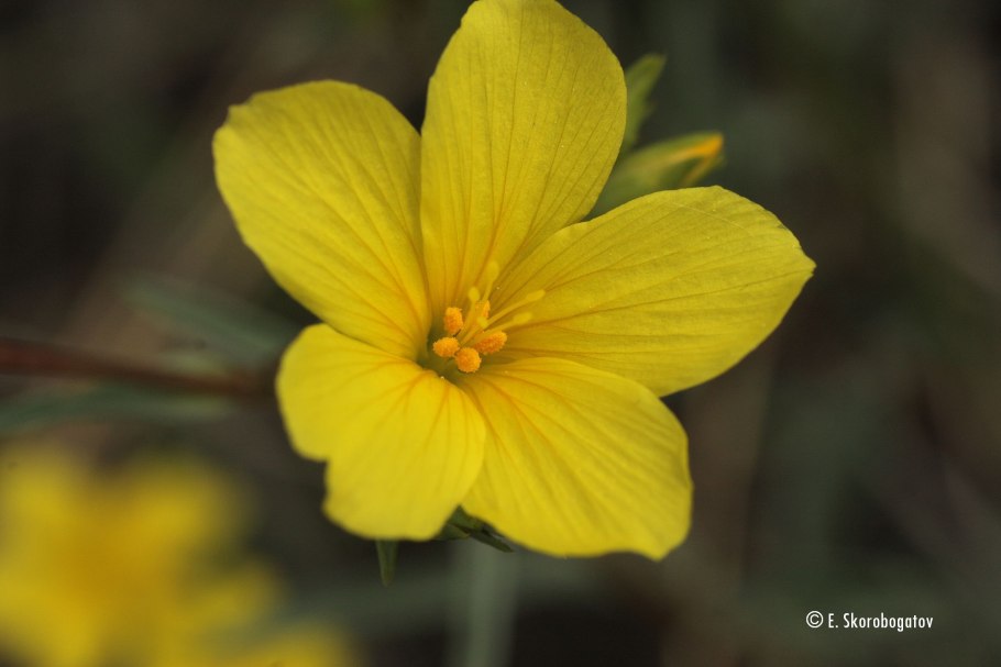 Лен украинский желтый