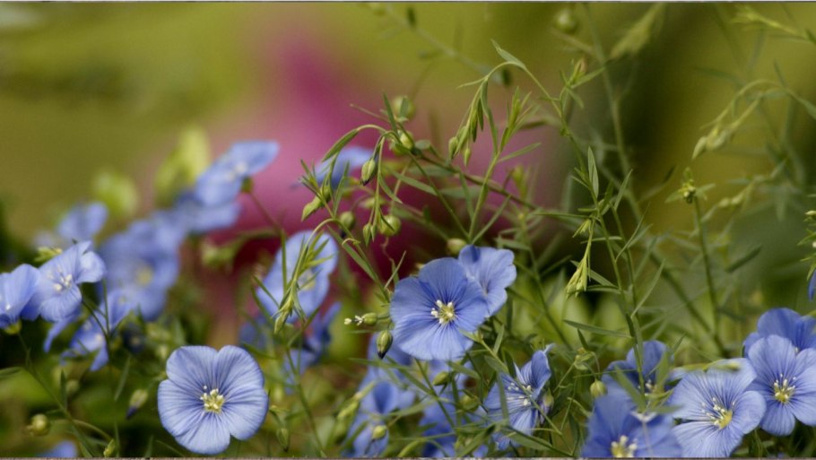 Лен многолетний блу