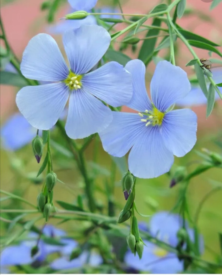 Лён жёлтый Linum flavum