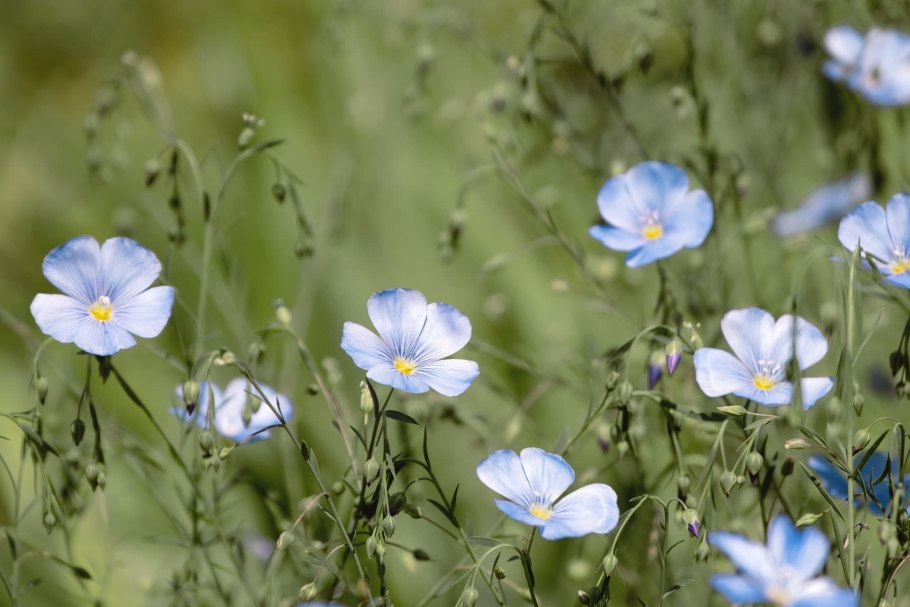 Linum usitatissimum