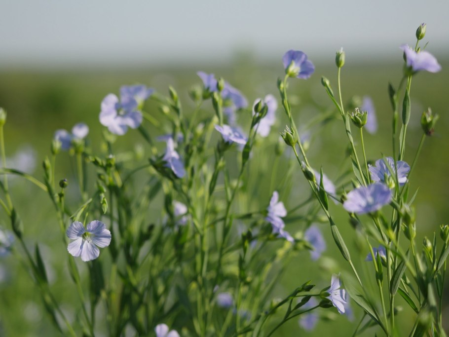 Лён обыкновенный долгунец