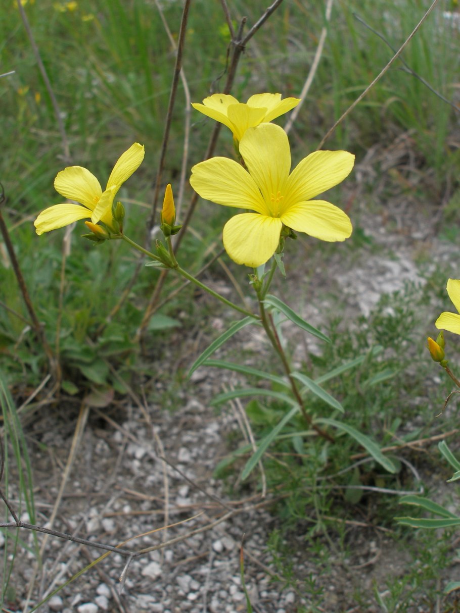 Linum capitatum