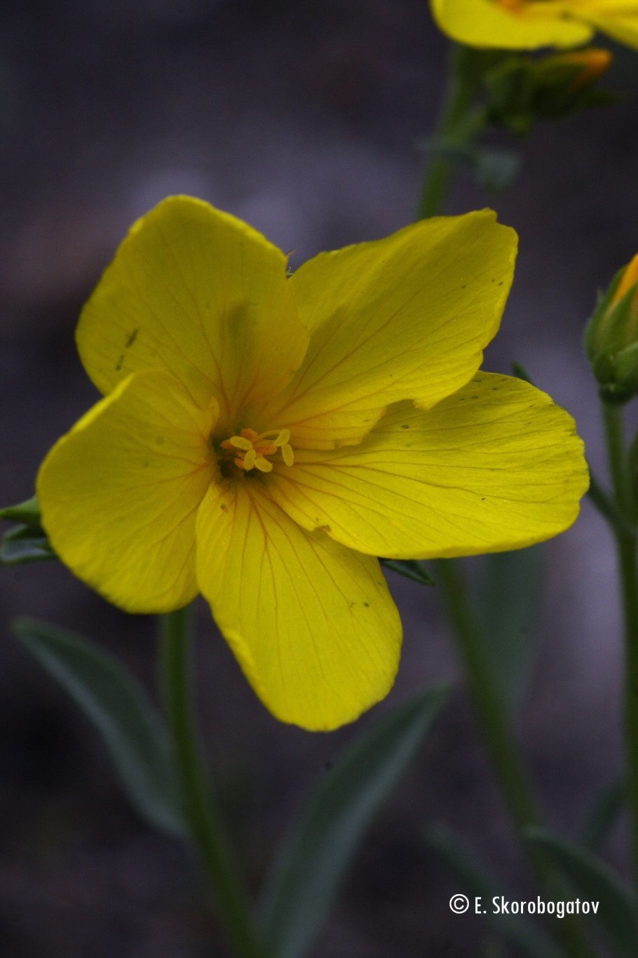 Лен Уральский растение