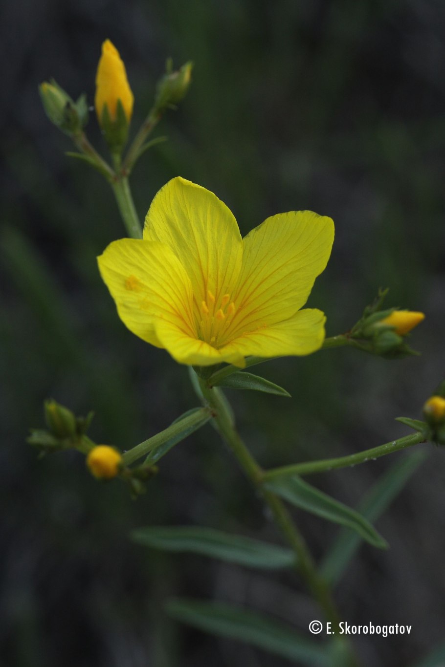 Лен Уральский