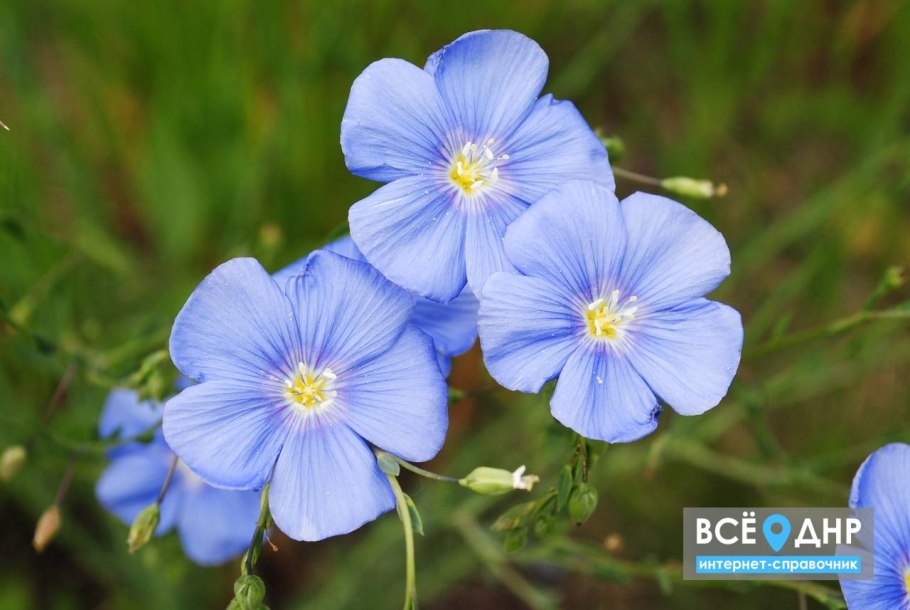 Лен без цветов