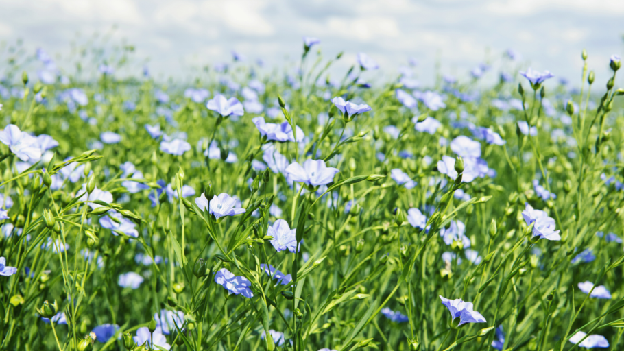 Рожь с васильками