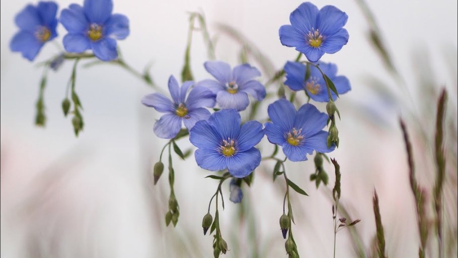 Сельское хозяйство Белоруссии льноводство