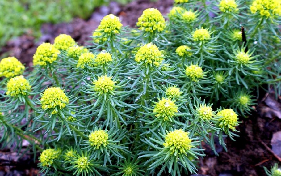 Молочай ползучий