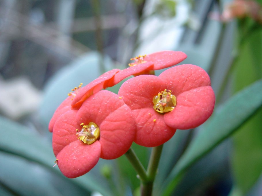 Молочай эуфорбия