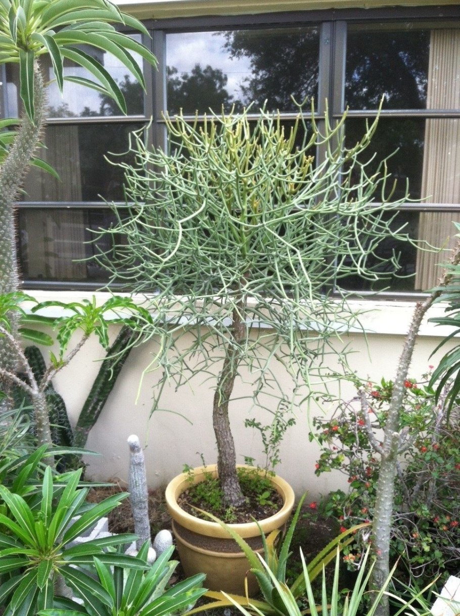 Молочай олеандролистный