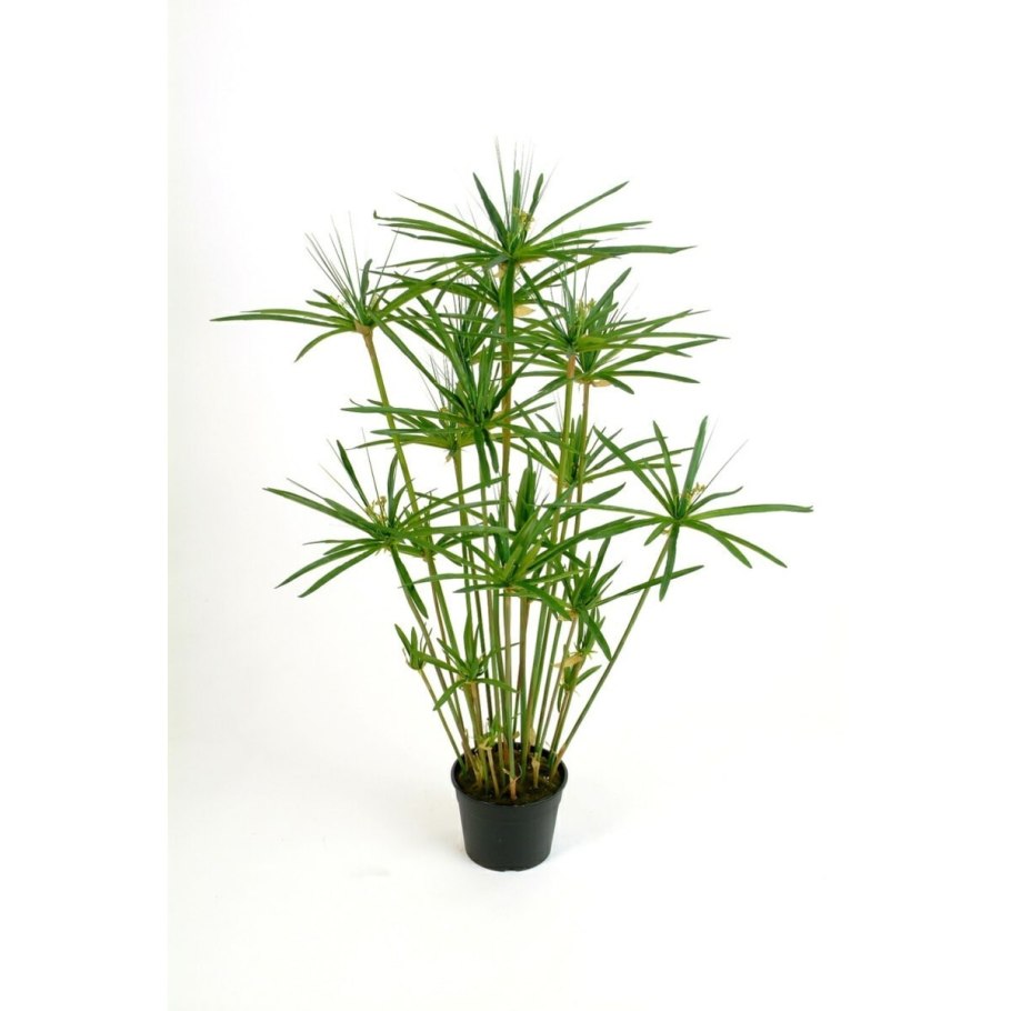 Циперус фараон