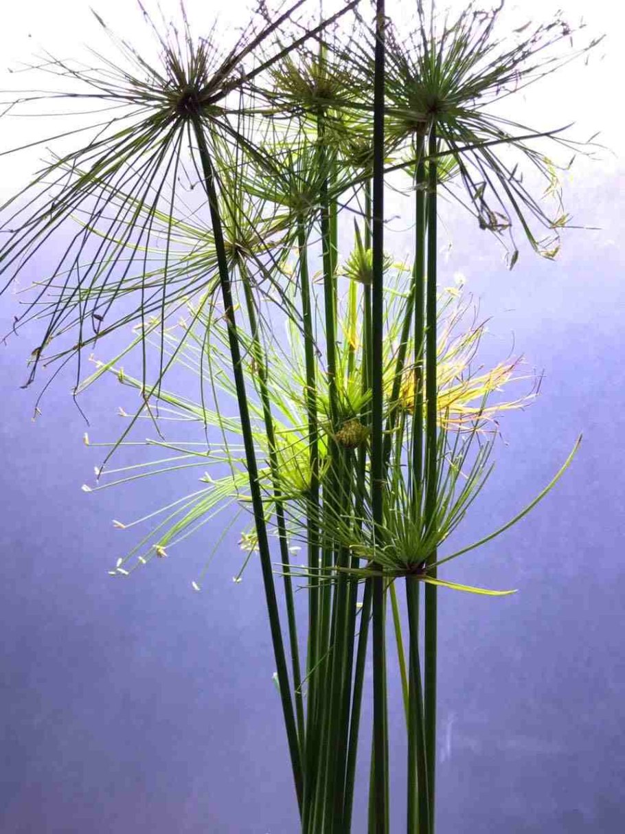 Циперус широколистный