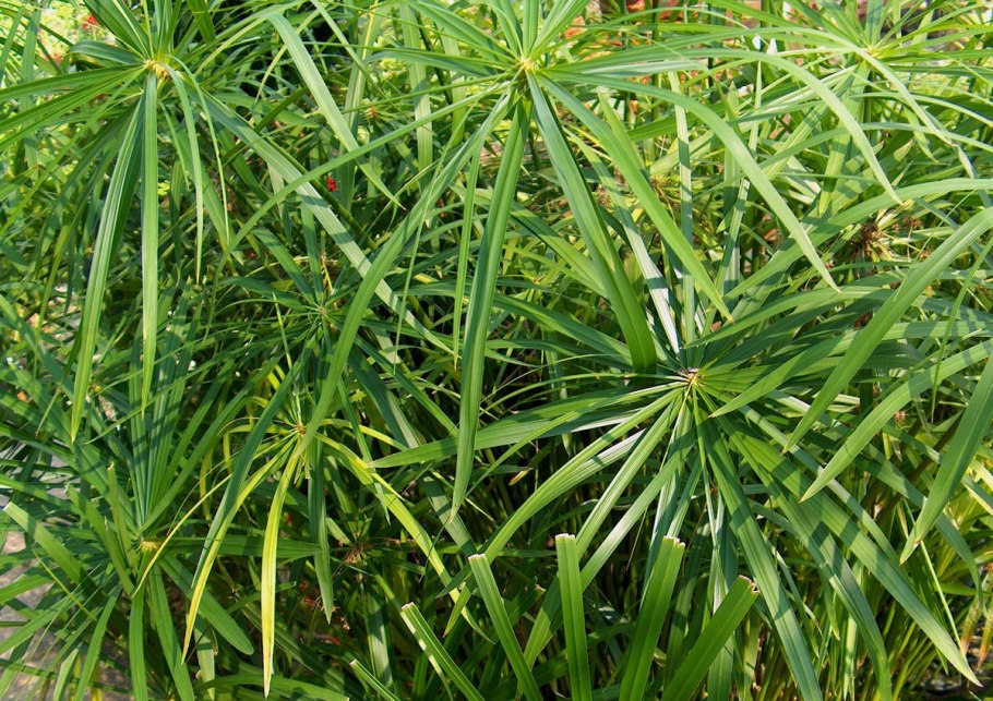 Империус очереднолистый