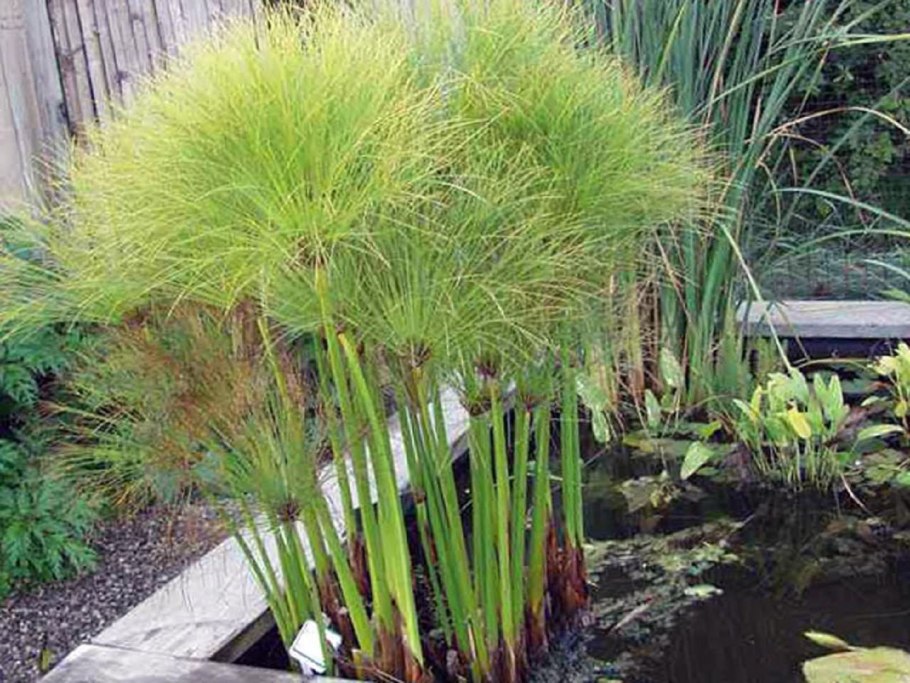 Циперус папирус