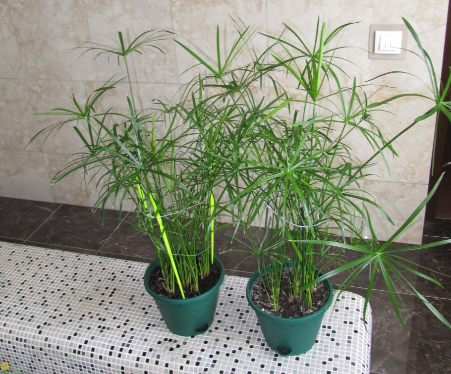 Пальма циперус