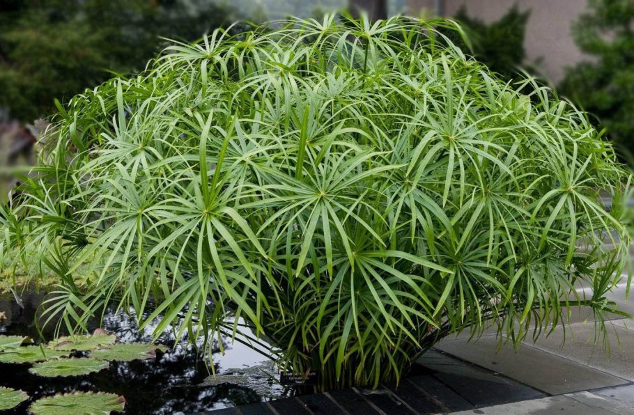 Циперус альтернифолиус