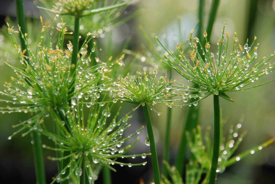 Циперус (Папирус, сыть)