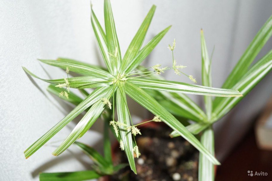 Циперус вариегатный