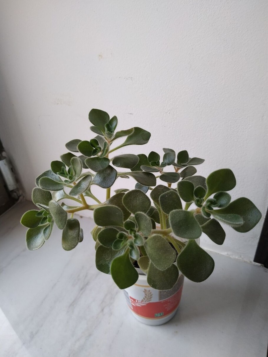 Папирус растение