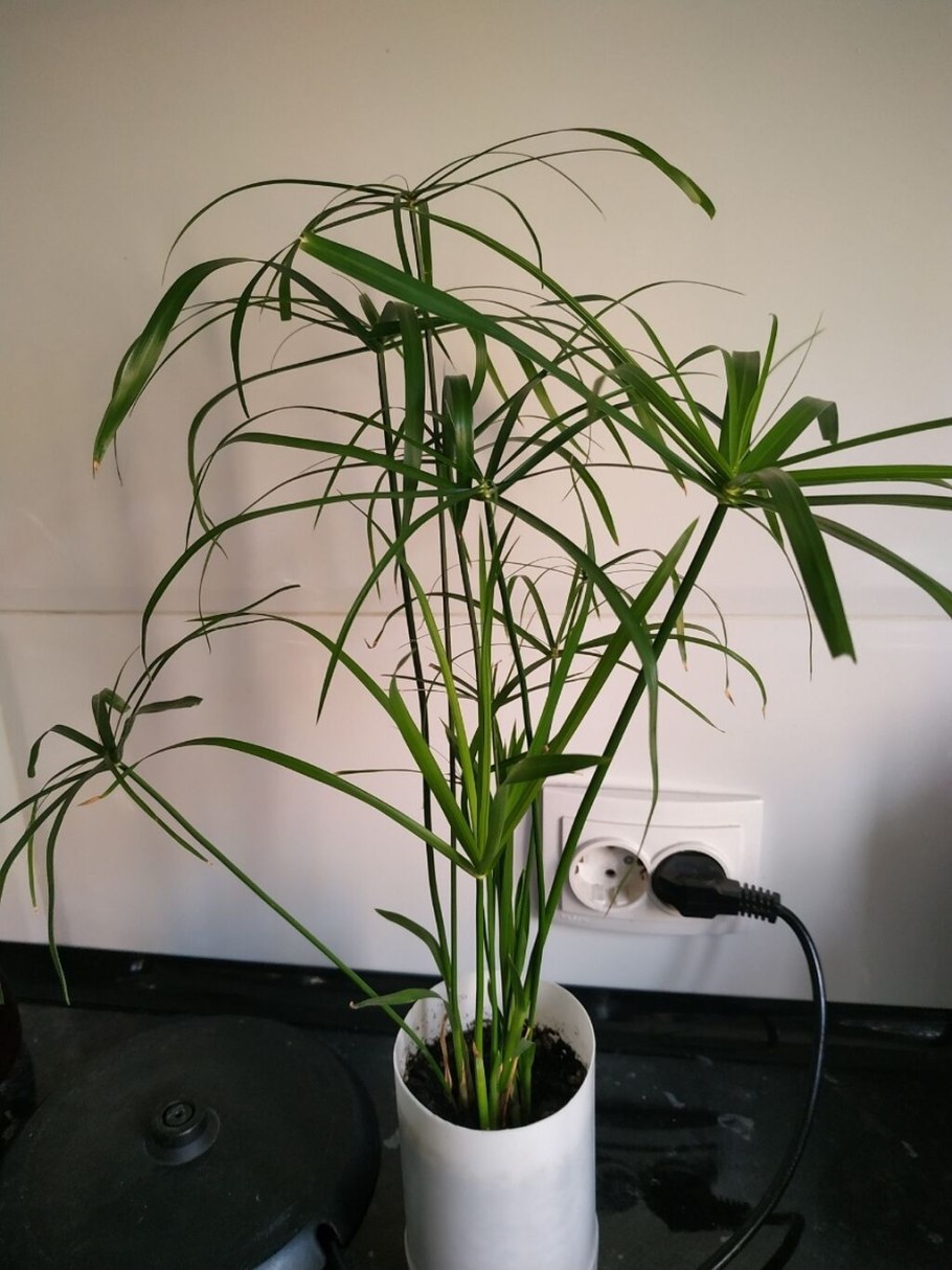 Циперус Клеопатра