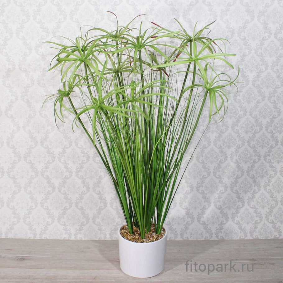 Циперус широколистный