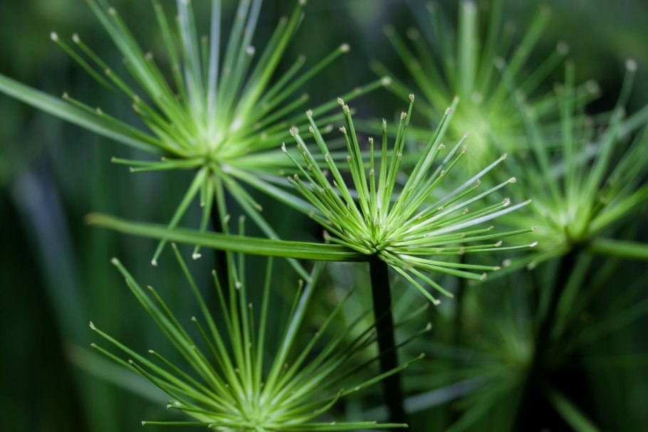Cyperus glomeratus