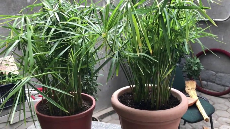 Циперус комнатное